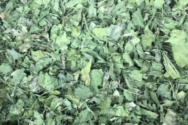 Spinach